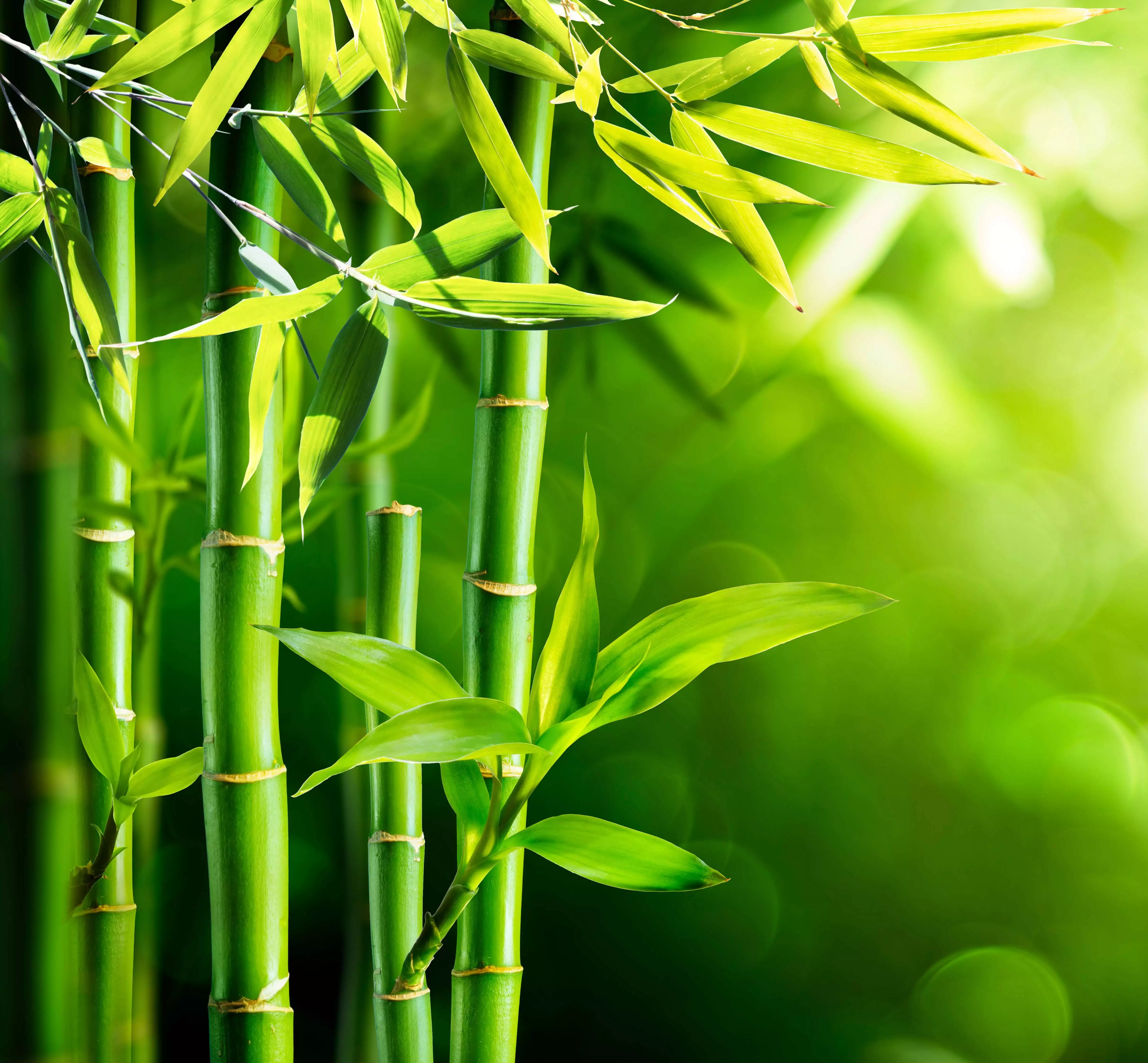 Bambuspflanze